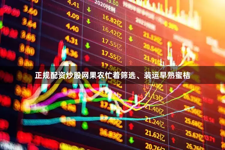正规配资炒股网果农忙着筛选、装运早熟蜜桔